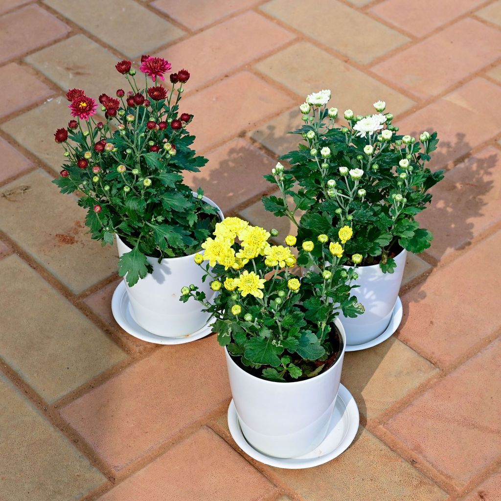 Buy Set of 3 - Chrysanthemum / Guldawari / Guldaudi (White, Yellow & Red) in 5 Inch White Premium Sphere Plastic Pot with Tray Online | Urvann.com Set of 3 - Chrysanthemum / Guldawari / Guldaudi (White, Yellow & Red) in 5 Inch White Premium Sphere Plastic Pot with Tray
