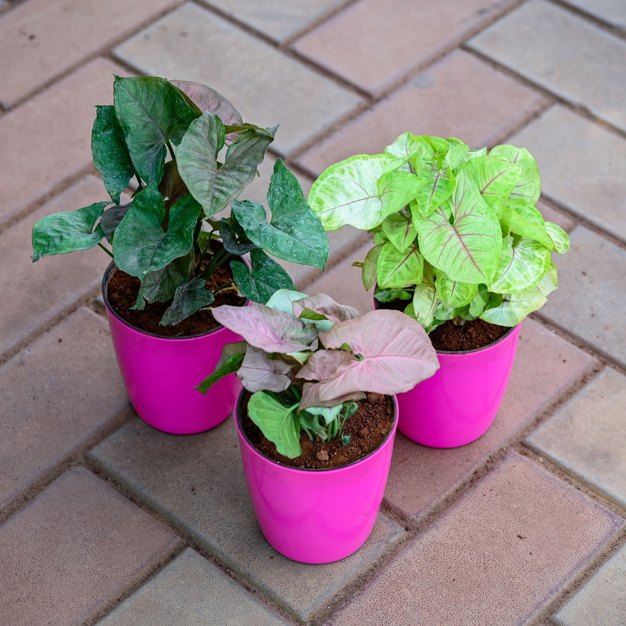 Set of 3 - Syngonium (Black, Pink & Green) in 5 Inch Premium Sphere Plastic Pot (any colour)