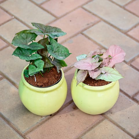 Set of 2 - Syngonium (Pink & Black) in 5 Inch Classy Matki Ceramic Pot (any colour)
