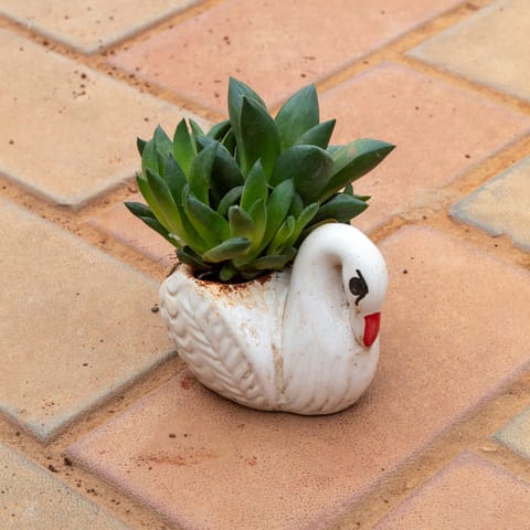 Echevaria Green Succulent in 3 Inch White Duck Designer Ceramic Pot (any colour)
