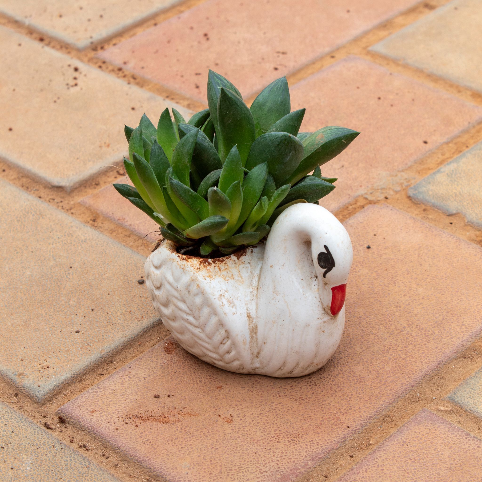 Echevaria Green Succulent in 3 Inch White Duck Designer Ceramic Pot (any colour)