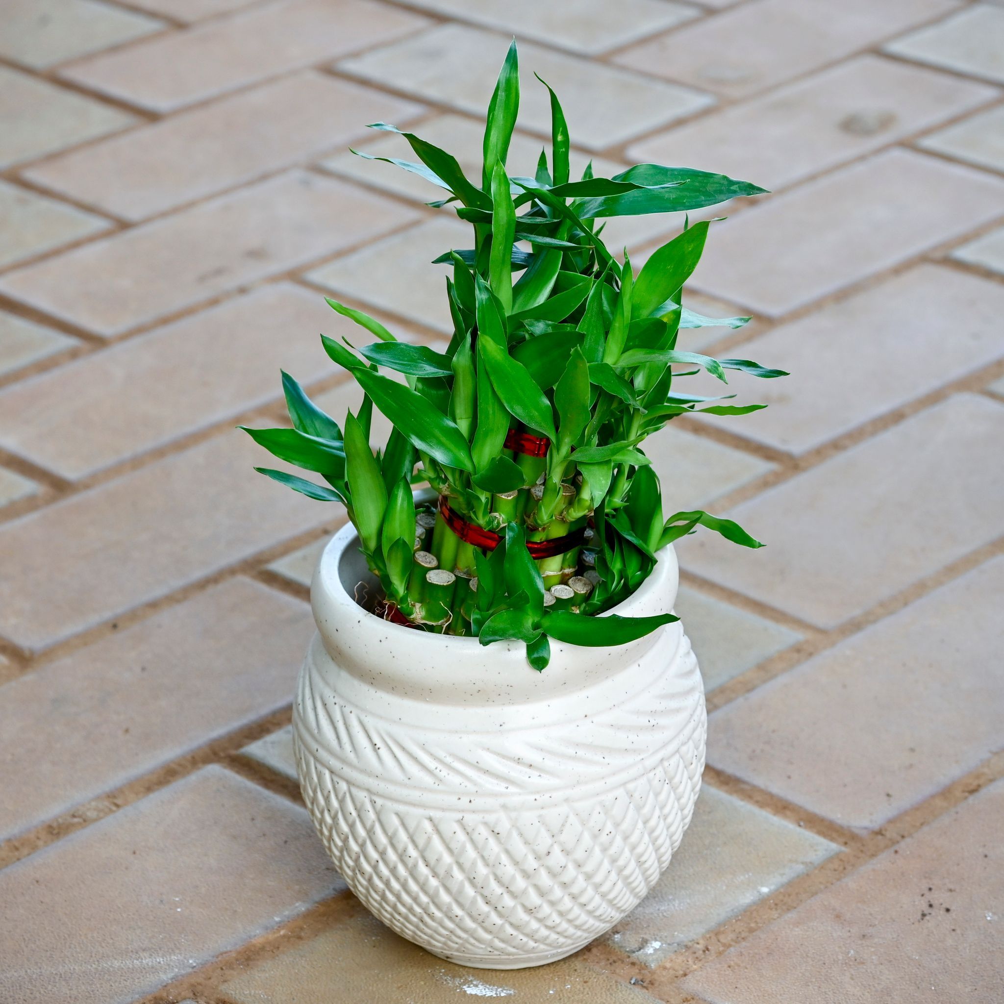 Lucky Bamboo in 5 Inch Verdant Matki Textured Ceramic Pot (any colour)