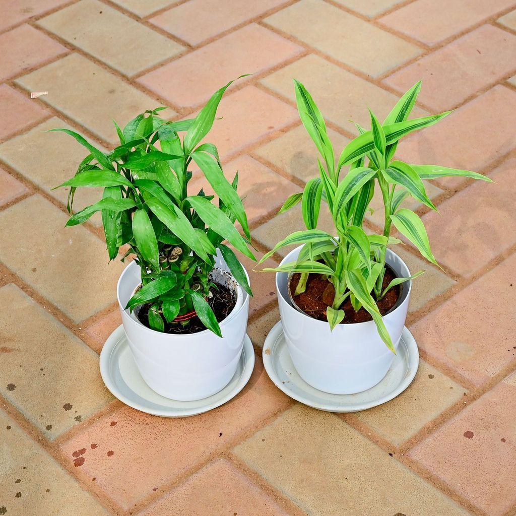 Set of 2 - Lucky Bamboo (Soil & Green) in 5 Inch White Premium Sphere Plastic Pot with Tray