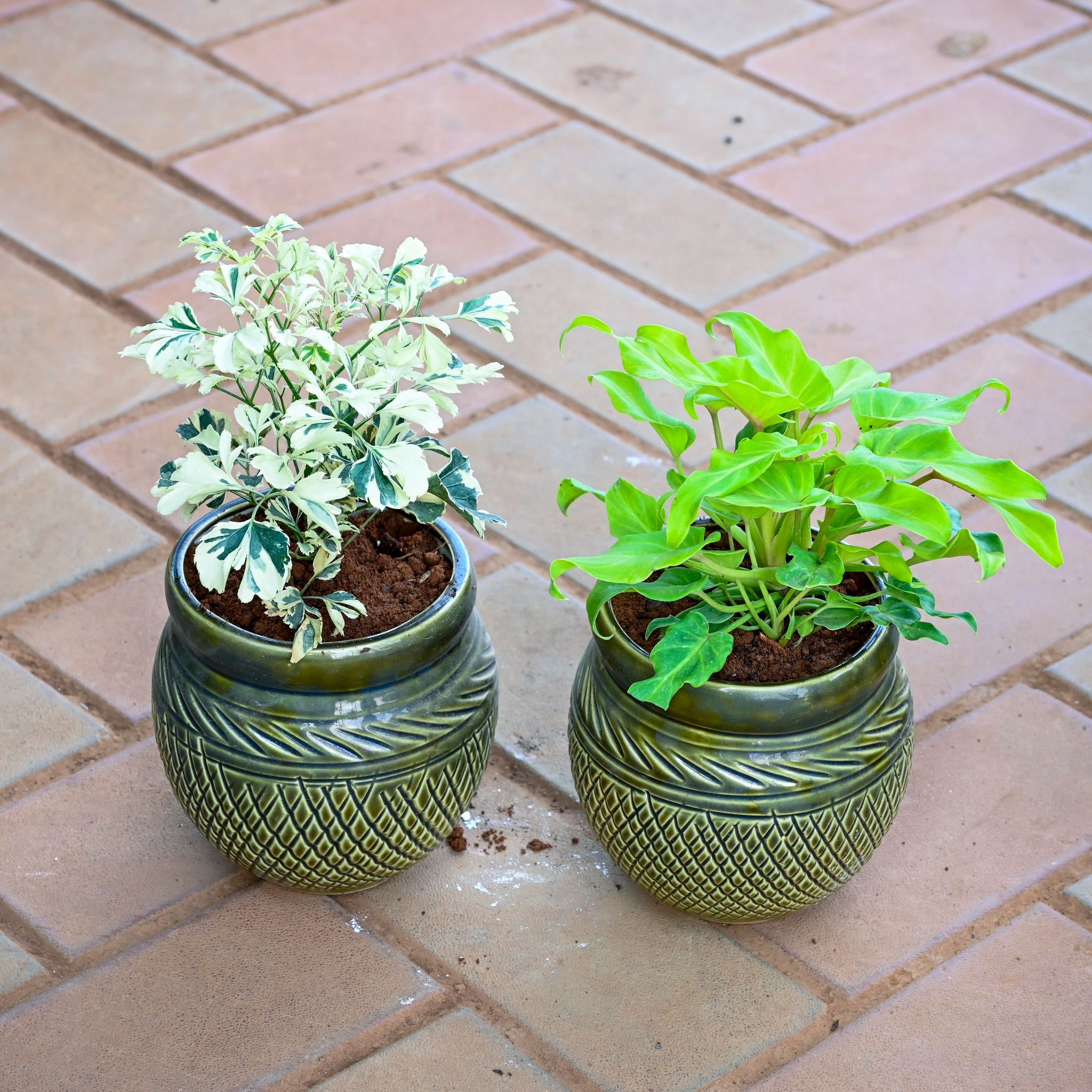 Set of 2 - Aralia Variegated & Xanadu Green in 5 Inch Olive Green Verdant Textured Ceramic Pot
