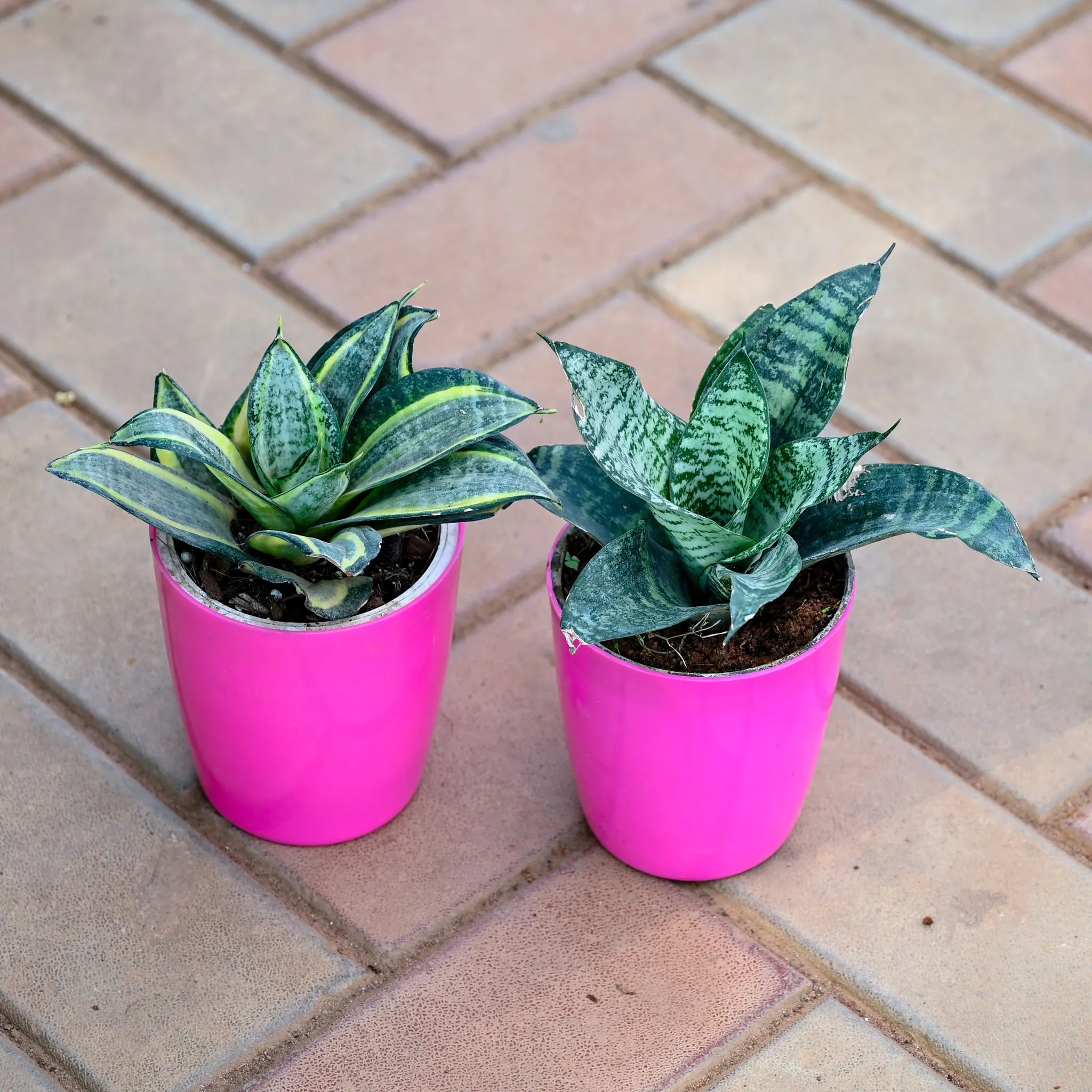 Air Purifying Special - Set of 2 - Snake (Green & Variegated) in 5 Inch Premium Sphere Plastic Pot (any colour)
