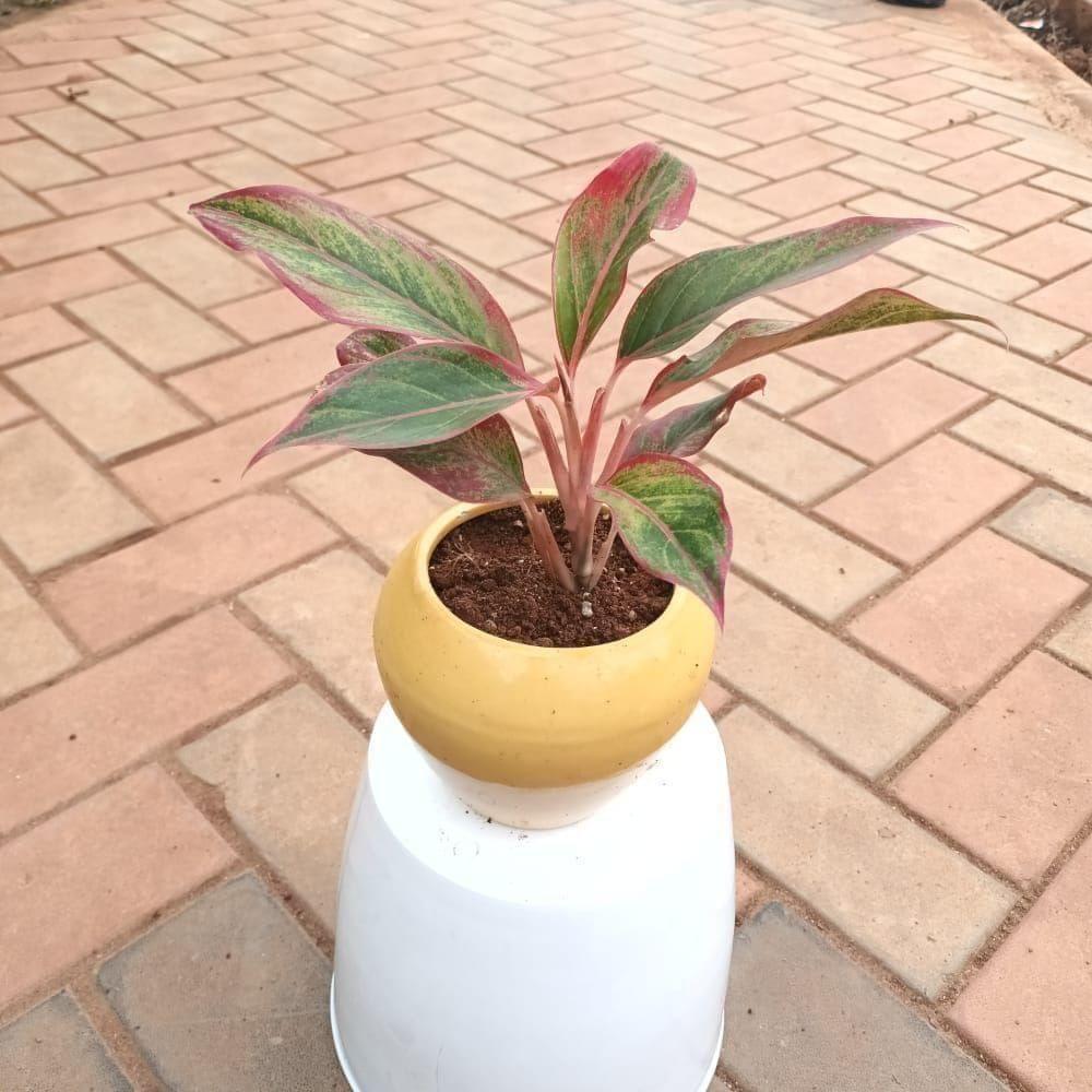 Buy Aglaonema Lipstick in 5 Inch Ceramic Apple Pot Online | Urvann.com Aglaonema Lipstick in 5 Inch Ceramic Apple Pot