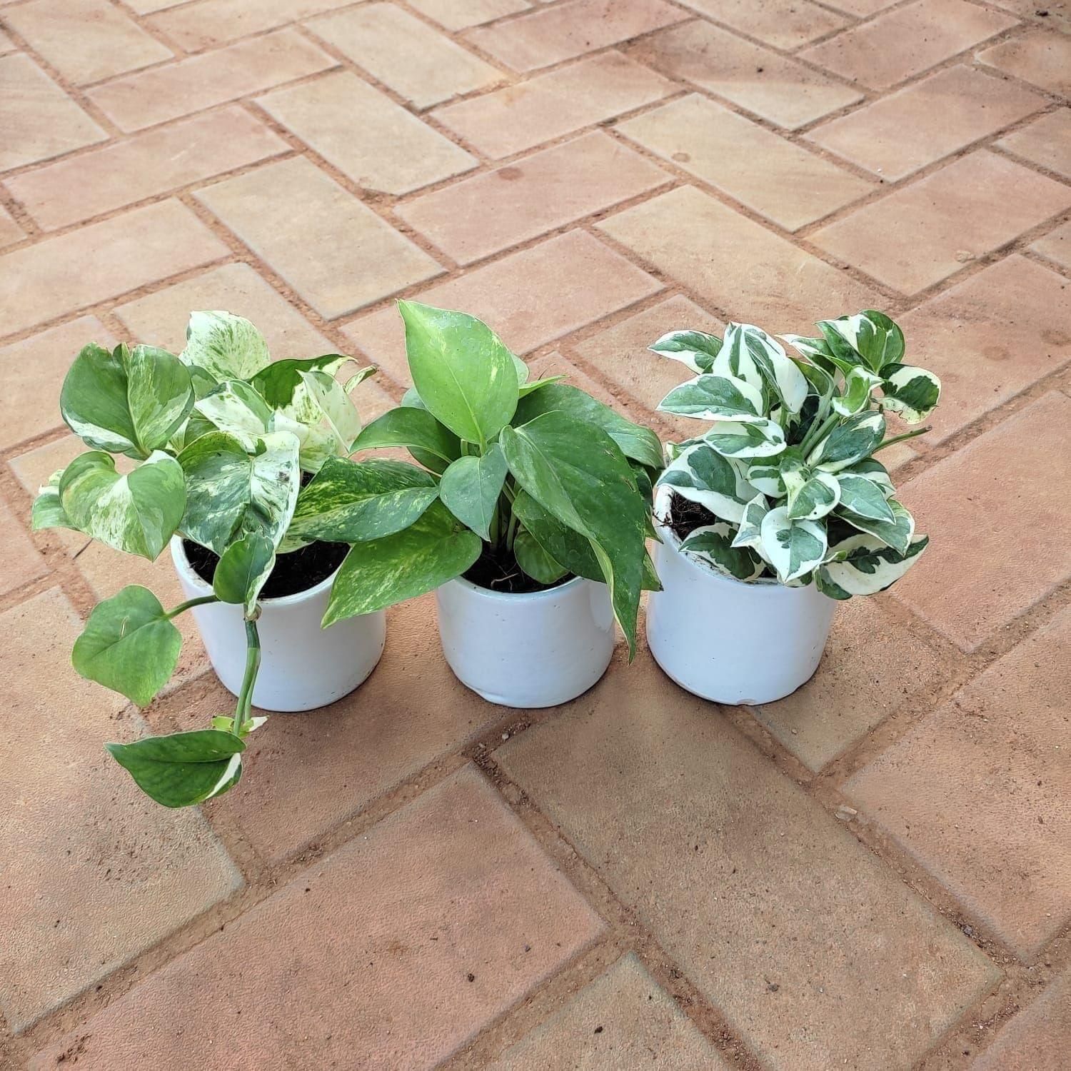 Set of 3 - Money Plant (N'joy, Marble & Green White) in 4 Inch Classy Cup Ceramic Pot (any colour)