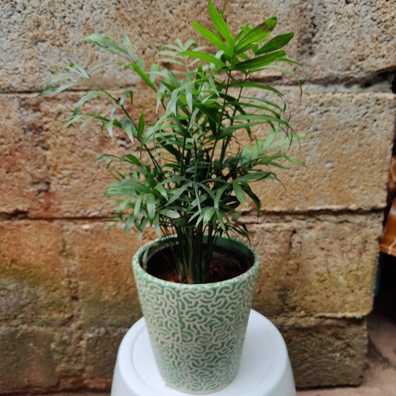 Chameadorea Palm in 5 Inch Ceramic Planter (pot colour may vary)