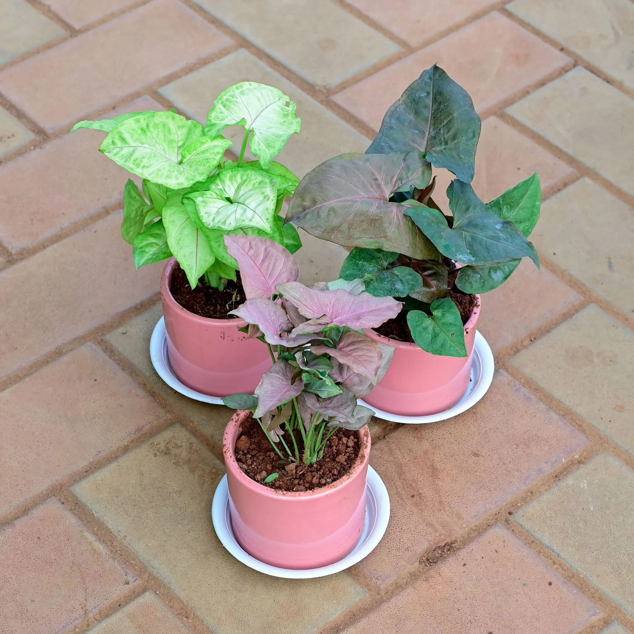 Set of 3 - Syngonium (Large Green, Black & Pink) in 4 Inch Classy Cylindrical Ceramic Pot with Tray (any colour)