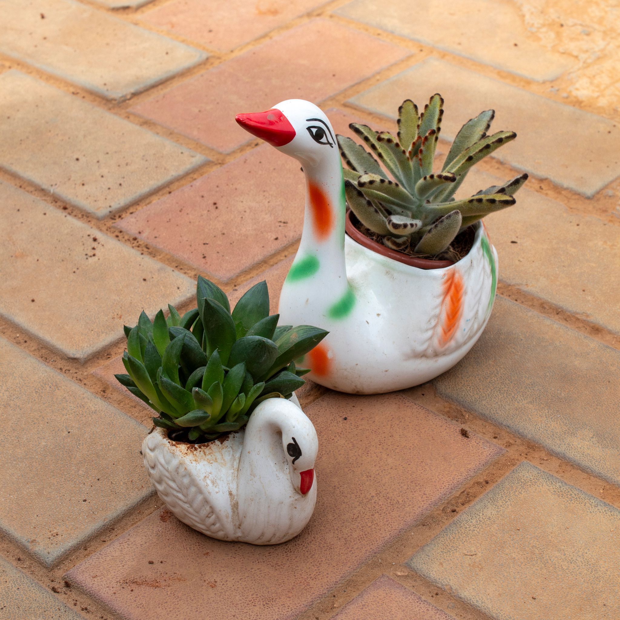 Set Of 2 - Succulent ( Echevaria Green & Chocolate Soldier) in 3 & 4 Inch White Duck Designer Ceramic Pot (any colour)