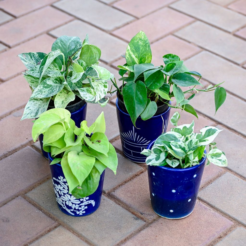 Buy Set of 4 - Money Plant (N'joy, Golden, White & Green) in 5 Inch Balti Designer Ceramic Pot (any colour & design) Online | Urvann.com Set of 4 - Money Plant (N'joy, Golden, White & Green) in 5 Inch Balti Designer Ceramic Pot (any colour & design)