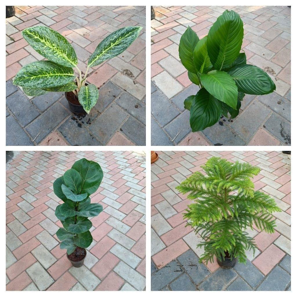 Buy Classy Plants Combo - (Peace Lily, Aglaonema Snow White, Fiddle Leaf & Araucaria/ Christmas Tree) in Plastic Pot Online | Urvann.com Classy Plants Combo - Set of 4 - (Peace Lily, Aglaonema Snow White, Fiddle Leaf & Araucaria/ Christmas Tree) in Plastic Pot