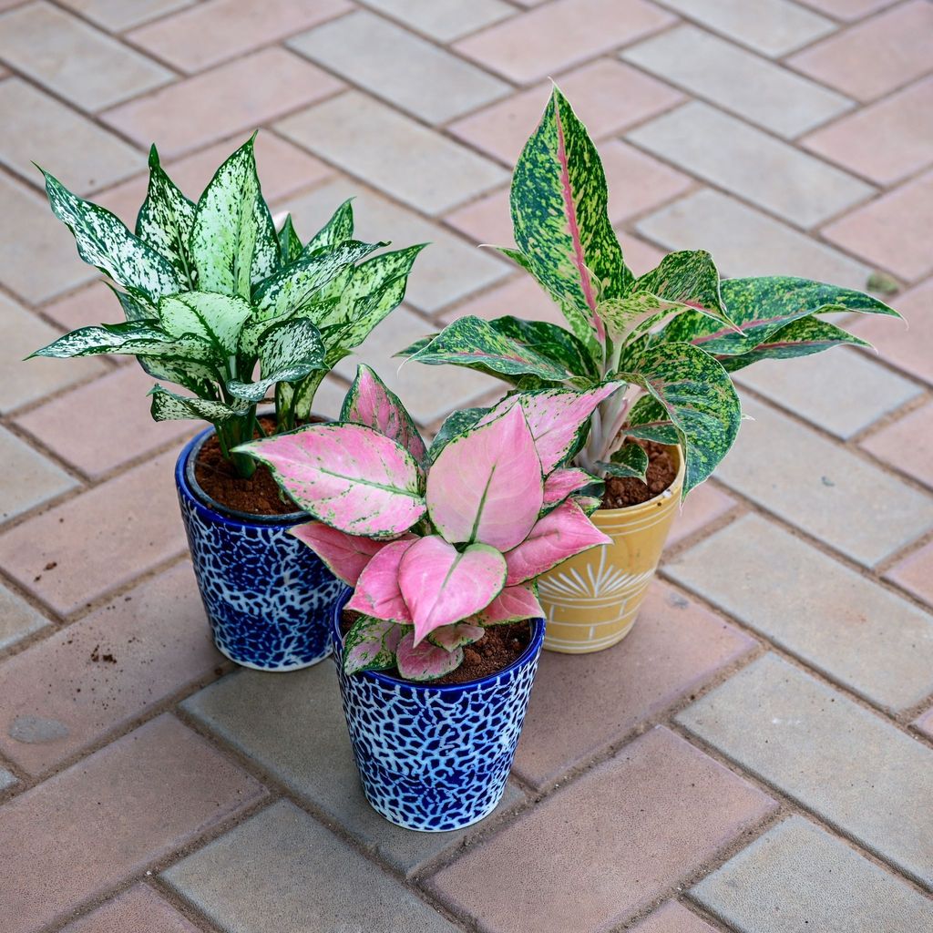 Buy Set of 3 - Aglaonema (Etta Rose, Wishes & Red Peacock) in 5 Inch Balti Designer Ceramic Pot (any colour & design) Online | Urvann.com Set of 3 - Aglaonema (Etta Rose, Wishes & Red Peacock) in 5 Inch Balti Designer Ceramic Pot (any colour & design)