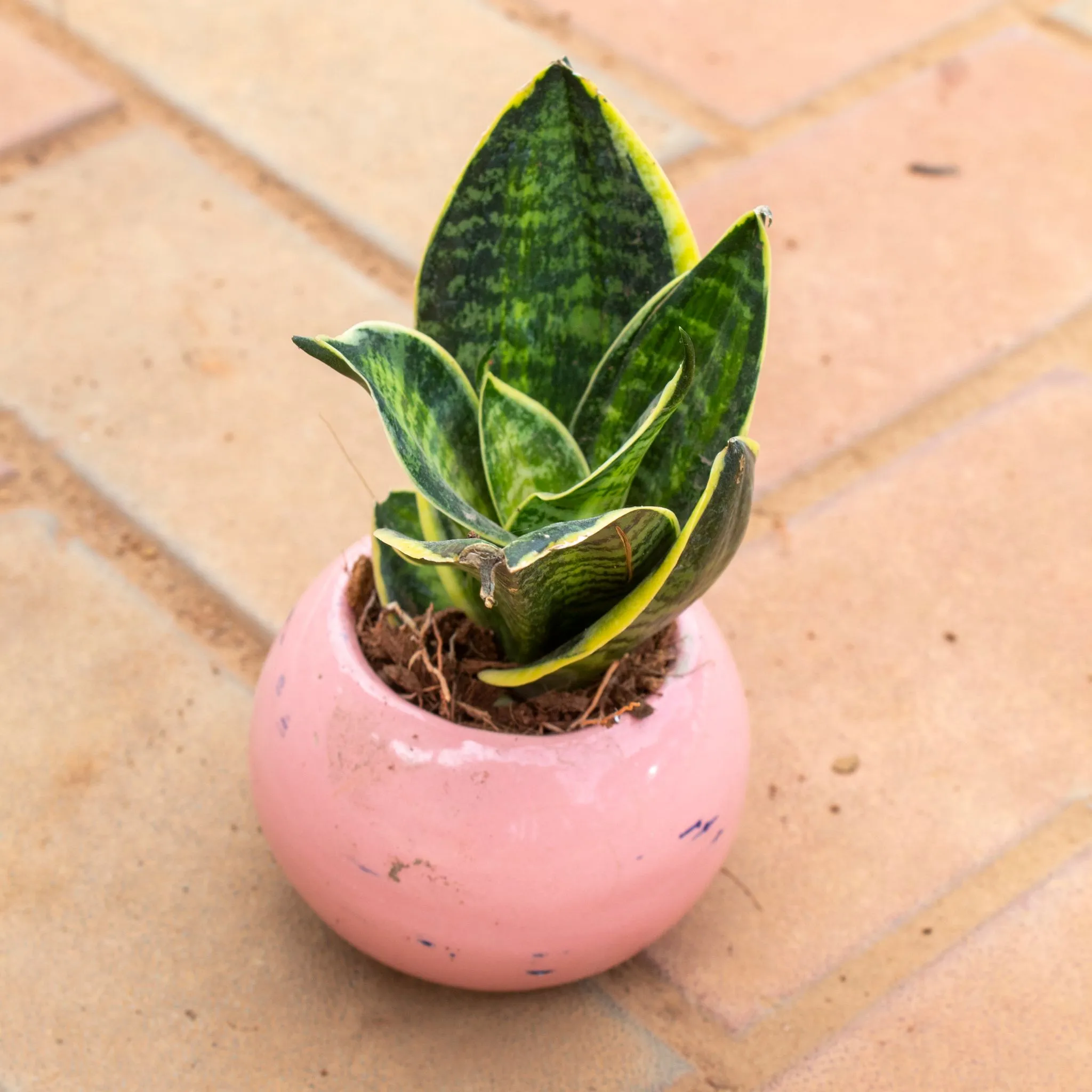 Snake Green in 3 Inch Pink Classy Ceramic Apple Pot