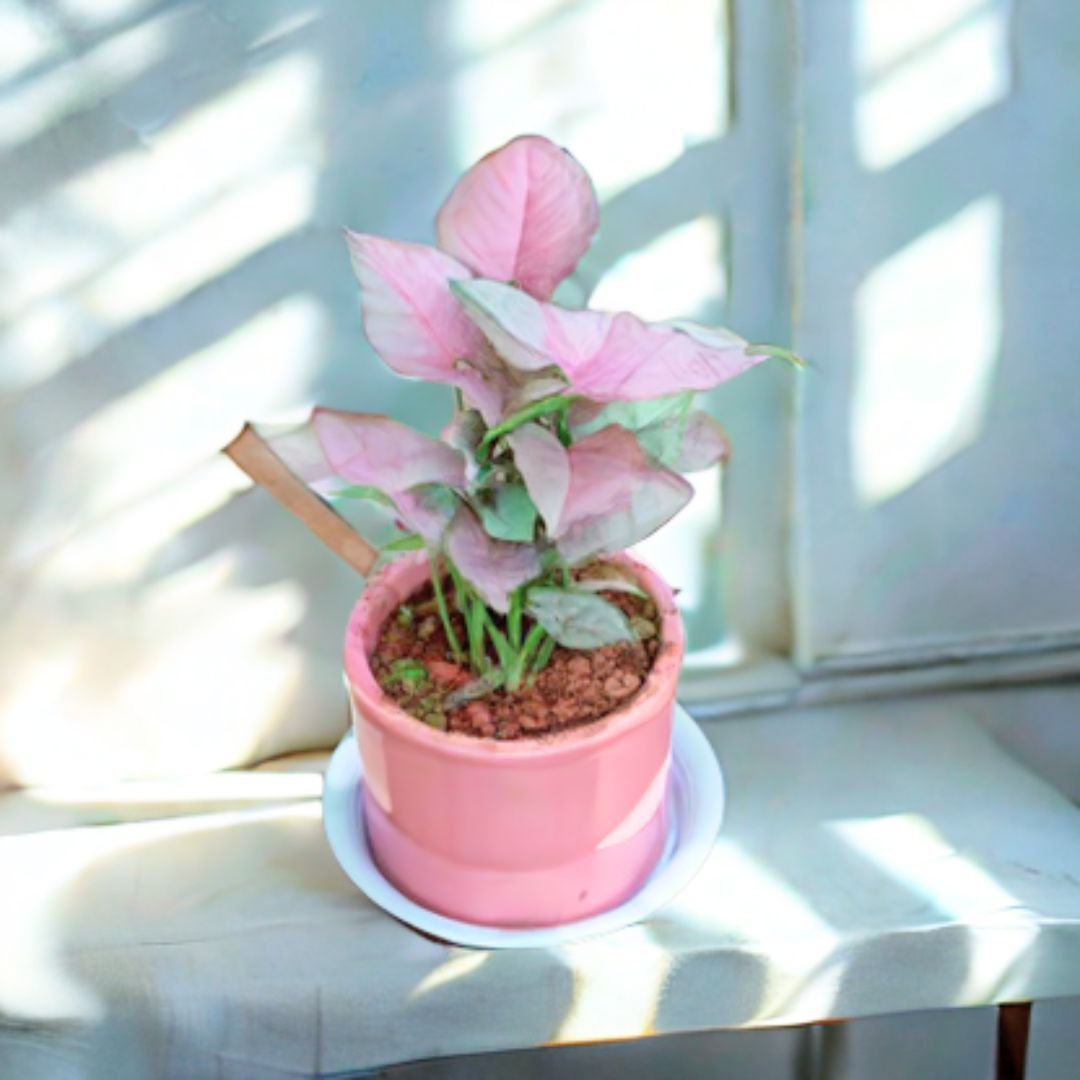 Syngonium Pink in 4 Inch Classy Cylindrical Ceramic Pot with Tray (any colour)