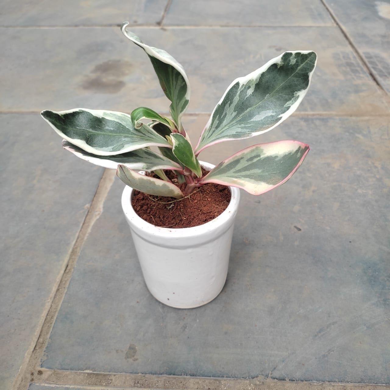 Peperomia / Radiator Plant Pink in 4 Inch Classy White Glass Ceramic Pot