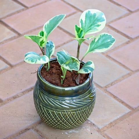 Peperomia Obtusifolia Variegated in 5 Inch Olive Green Verdant Textured Ceramic Pot