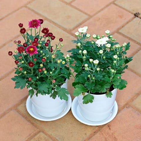 Set of 2 - Chrysanthemum / Guldawari / Guldaudi (White & Red) in 5 Inch White Premium Sphere Plastic Pot with Tray