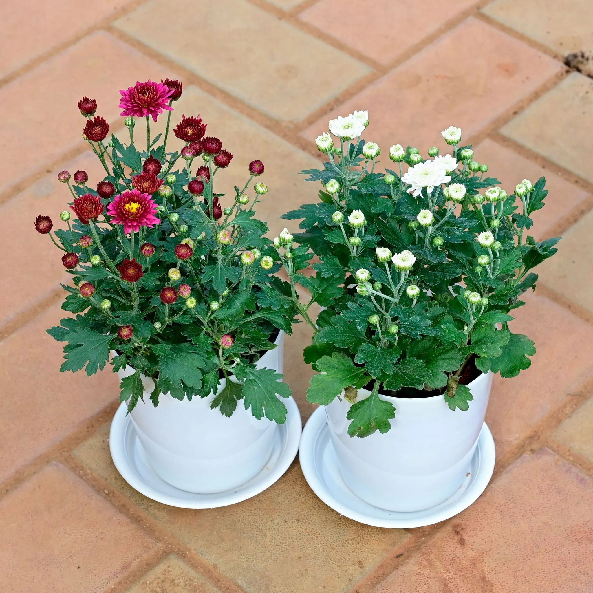 Set of 2 - Chrysanthemum / Guldawari / Guldaudi (White & Red) in 5 Inch White Premium Sphere Plastic Pot with Tray