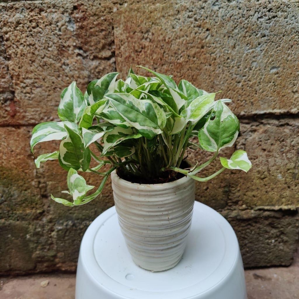 Buy Bushy Money Plant Njoy in 5 Inch Classy Ceramic Planter Online | Urvann.com Bushy Money Plant Njoy in 5 Inch Classy Ceramic Planter