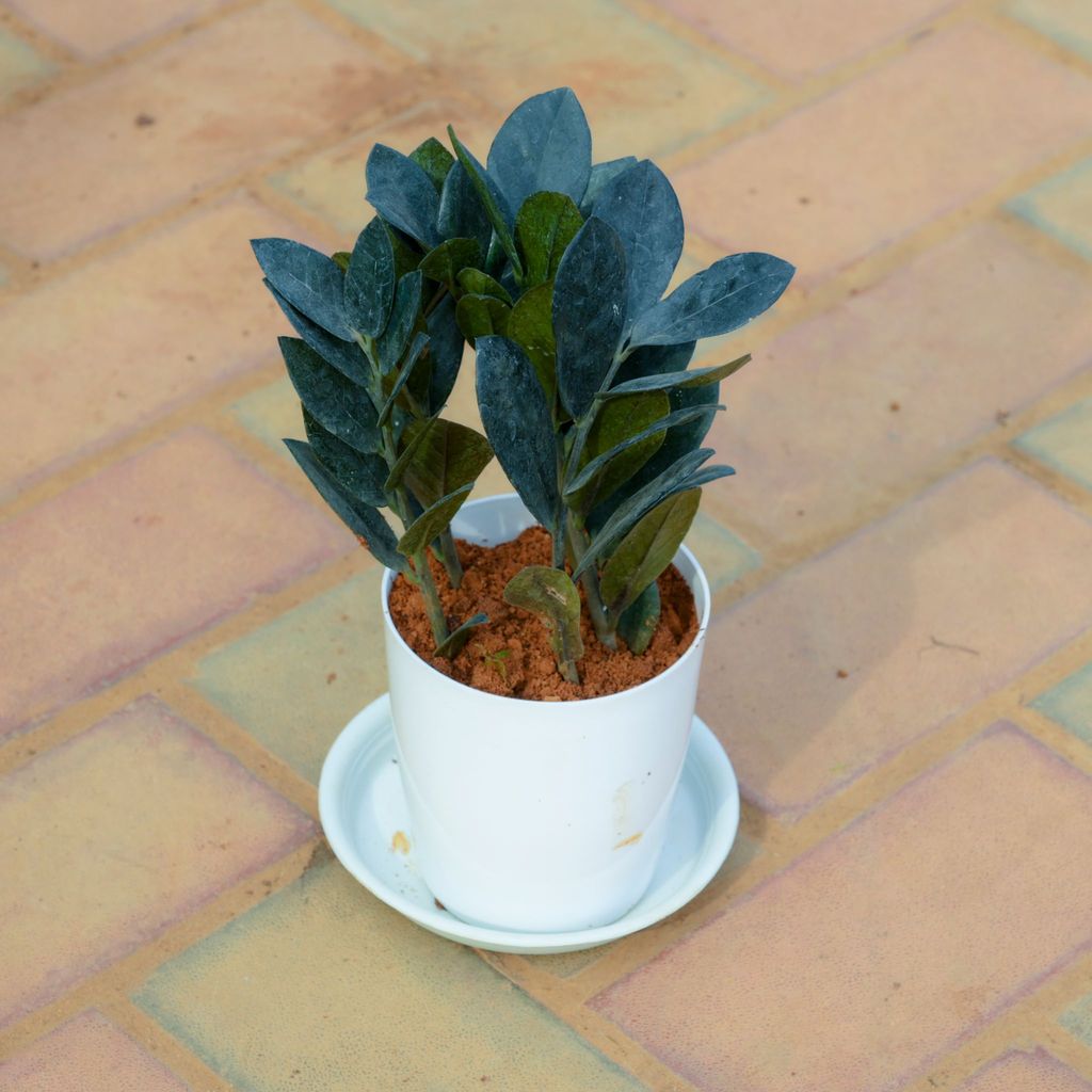 Buy Zz Black in 5 Inch White Premium Sphere Plastic Pot with Tray Online | Urvann.com Zz Black in 5 Inch White Premium Sphere Plastic Pot with Tray