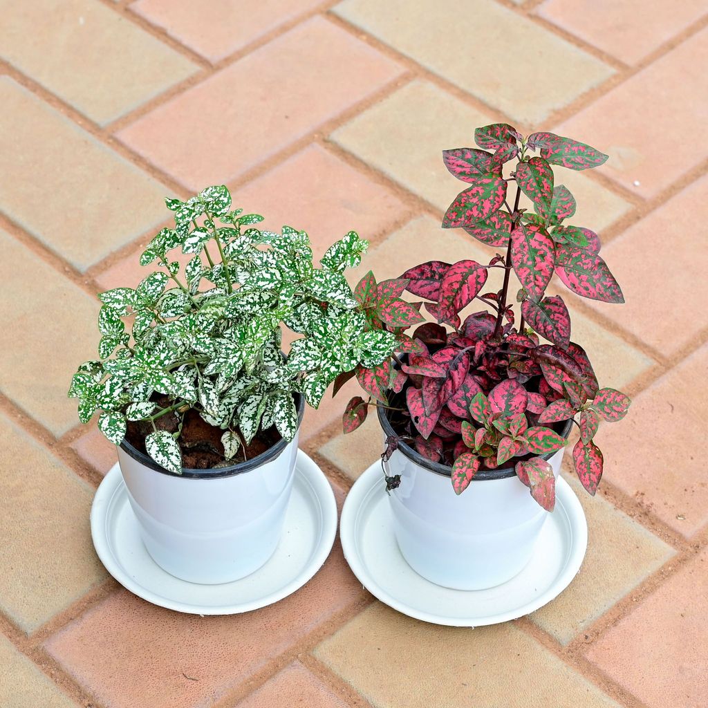 Buy Set of 2 - Hypoestes / Polka Dot (White & Red) in 5 Inch White Premium Sphere Plastic Pot with Tray Online | Urvann.com Set of 2 - Hypoestes / Polka Dot (White & Red) in 5 Inch White Premium Sphere Plastic Pot with Tray