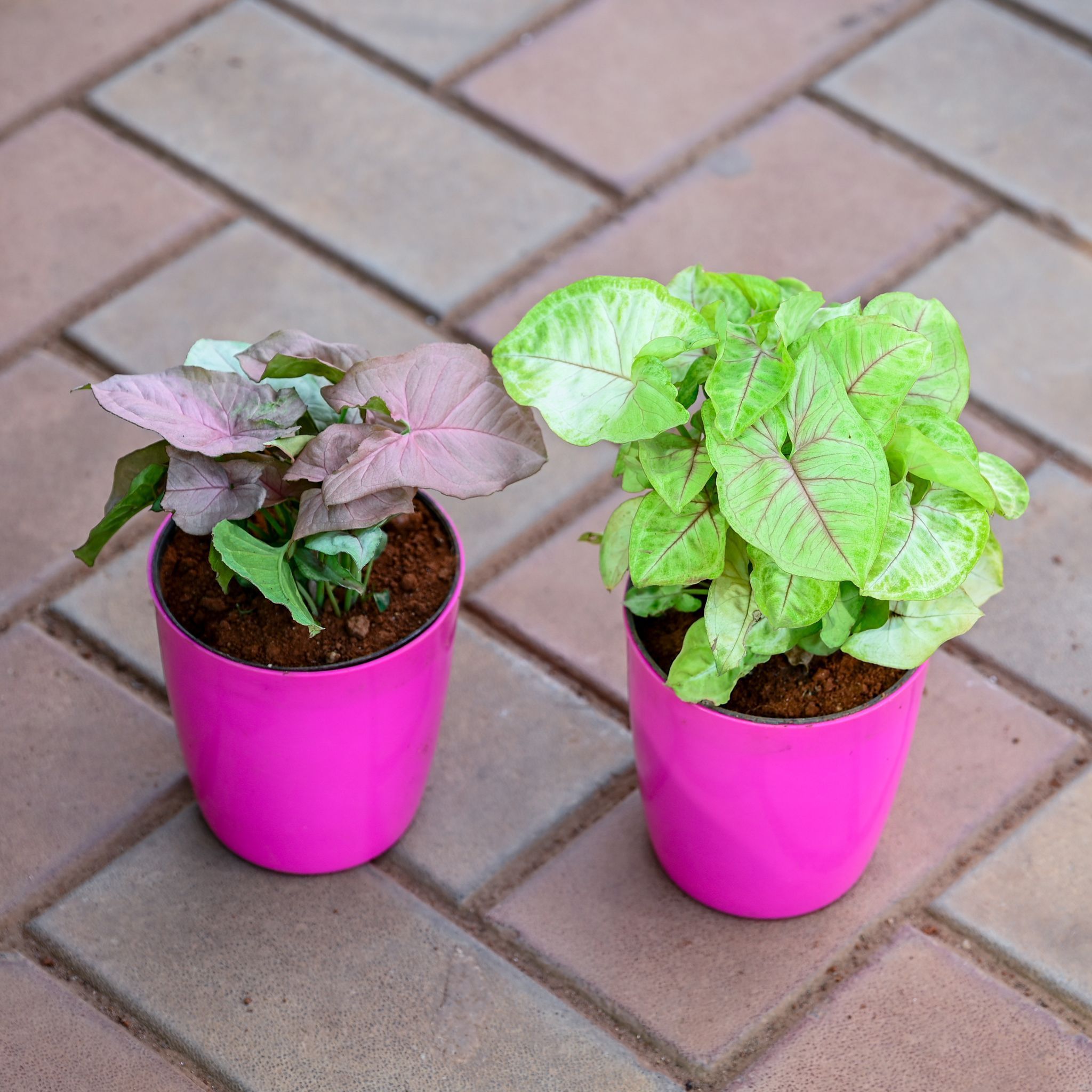 Set of 2 - Syngonium (Pink & Green) in 5 Inch Premium Sphere Plastic Pot (any colour)