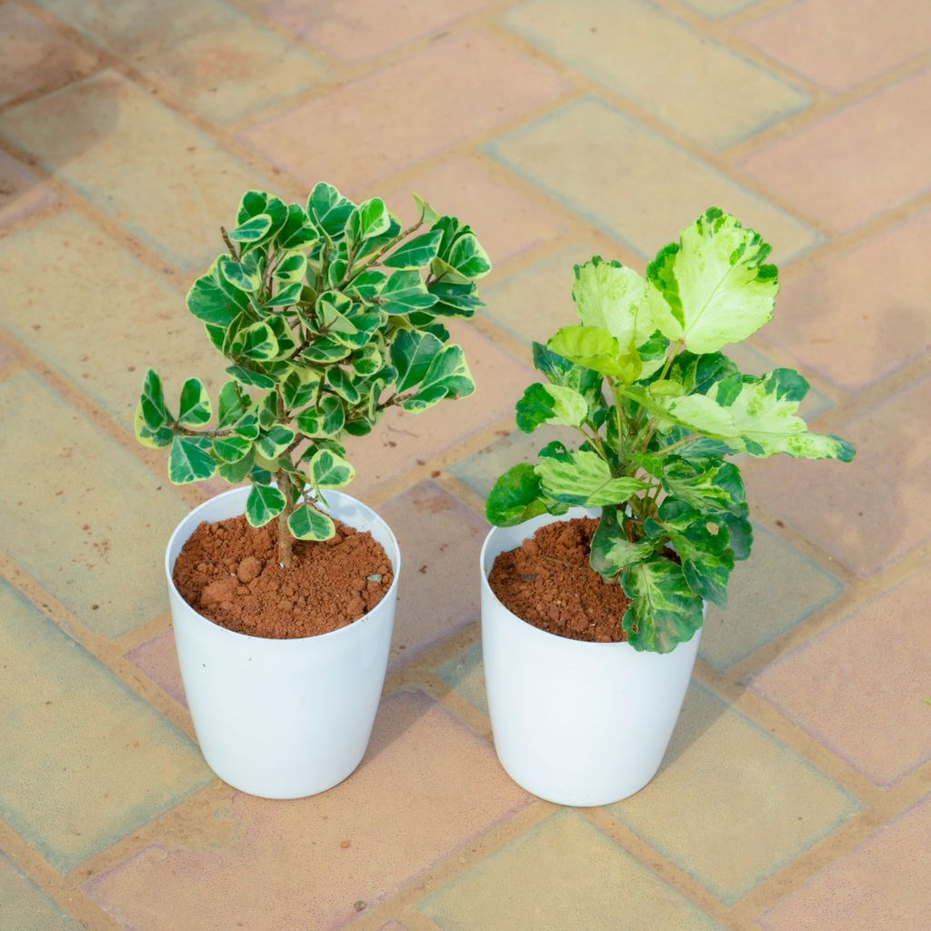 Set Of 2 - Aralia & Ficus Green White in 5 Inch White Premium Sphere Plastic Pot
