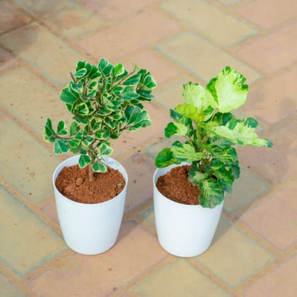 Buy Set Of 2 - Aralia & Ficus Green White in 5 Inch White Premium Sphere Plastic Pot Online | Urvann.com