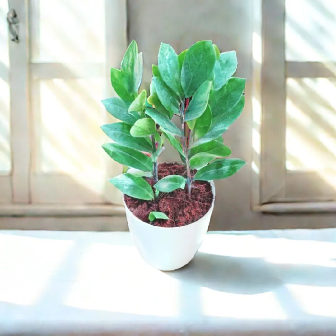 Zz Plant in 5 Inch Elegant Plastic Pot (colour may vary)