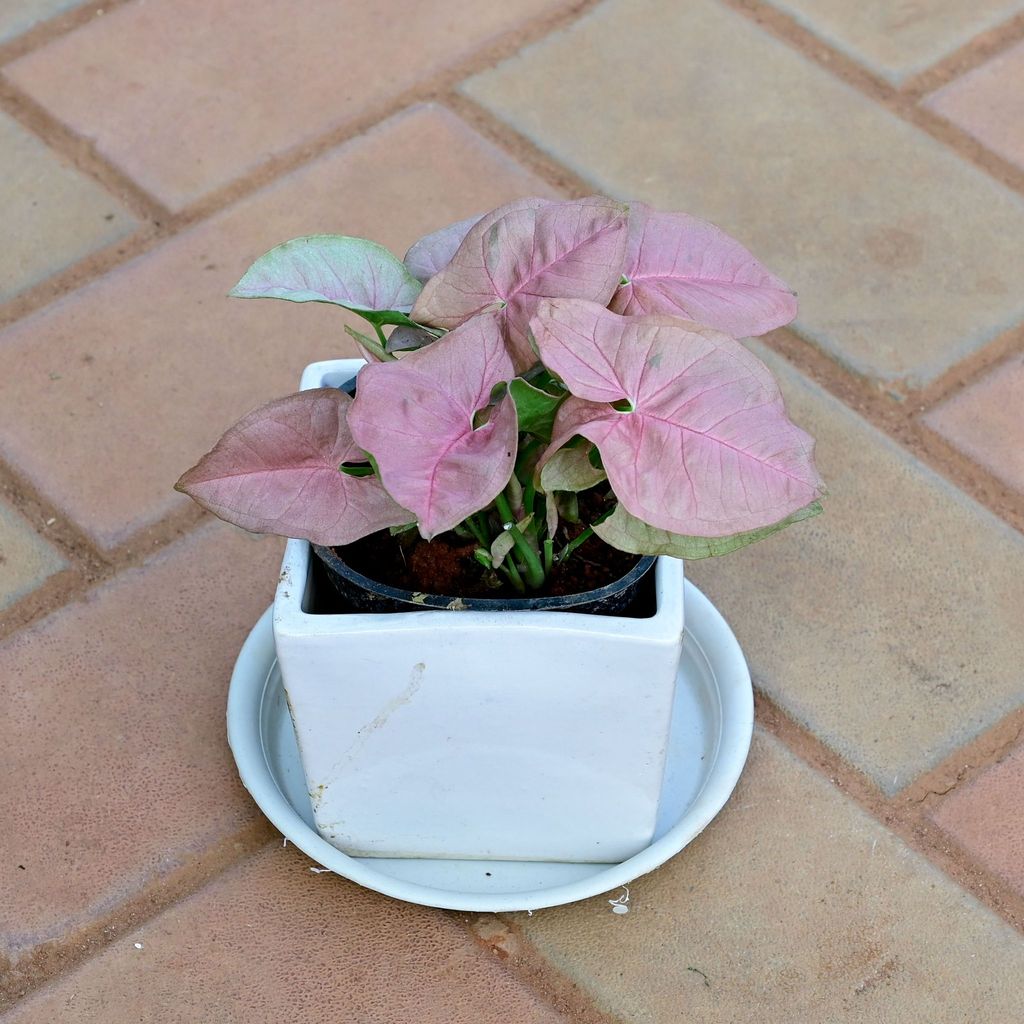 Syngonium Pink in 5 Inch White Classy Square Ceramic Pot with Tray