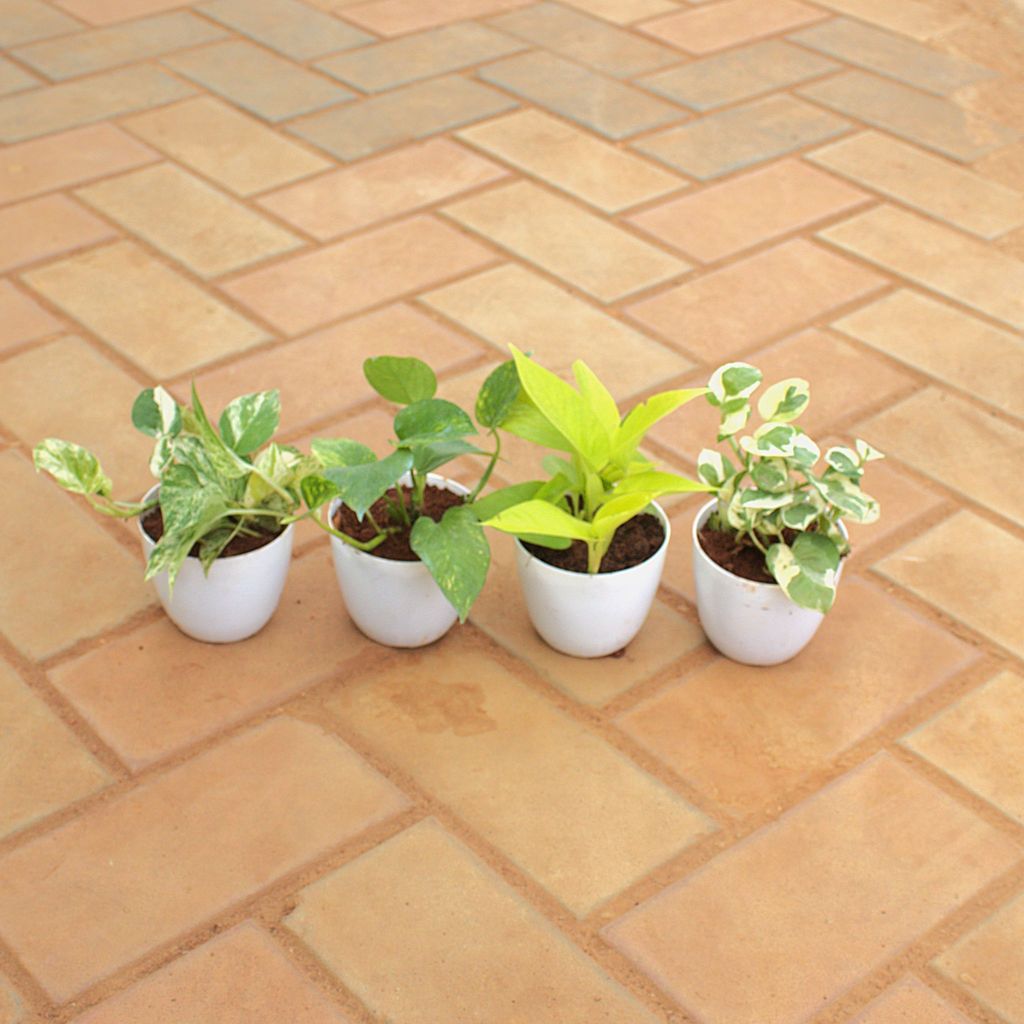 Buy Set Of 4 - Money Plant (N'Joy, Green, Golden & White) in 4 Inch White Premium Orchid Round Plastic Pot Online | Urvann.com Set Of 4 - Money Plant (N'Joy, Green, Golden & White) in 4 Inch White Premium Orchid Round Plastic Pot