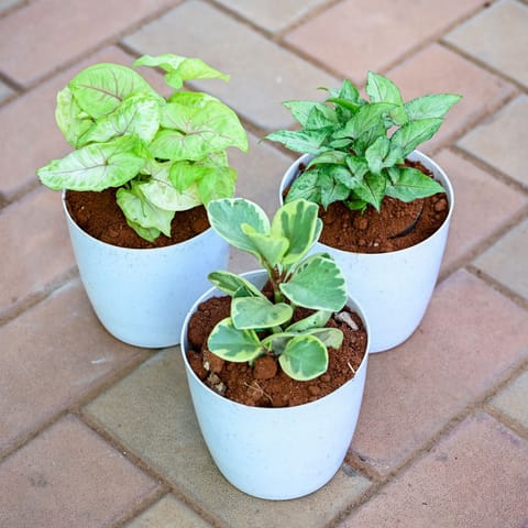 Set of 3 - Peperomia Teardrop, Syngonium Golden & Pixie Green in 5 Inch Premium Sphere Plastic Pot (any colour)