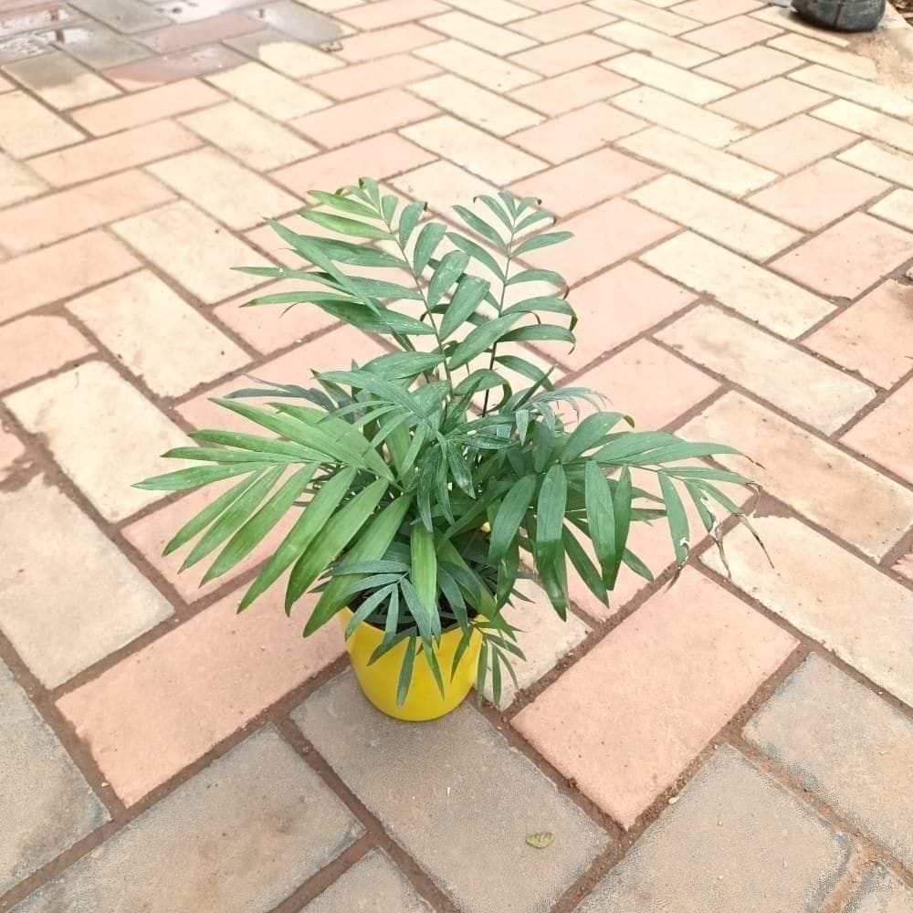 Chamaedorea Palm in 5 Inch Elegant Plastic Pot (colour may vary)