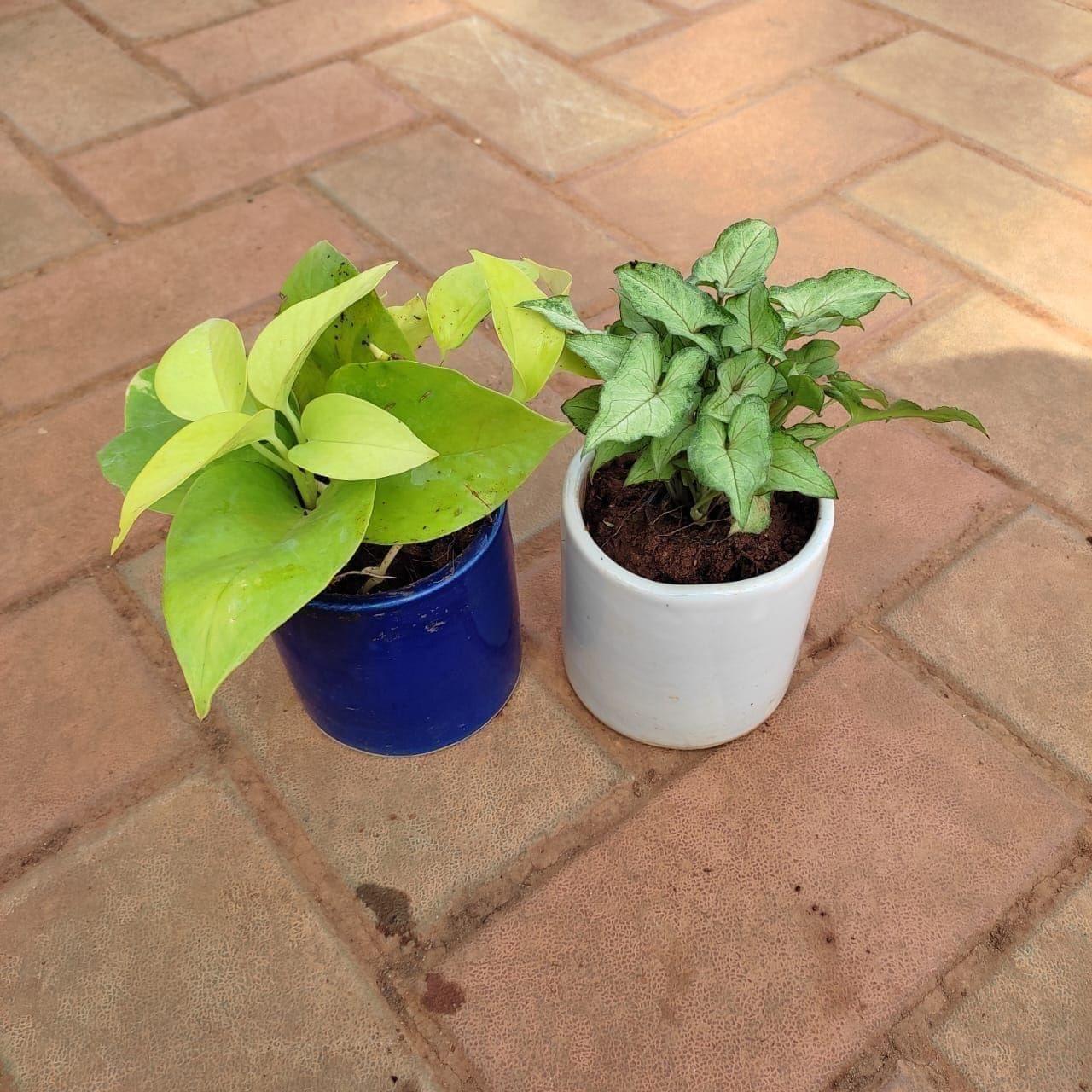 Set of 2 - Syngonium Green Small Leaves & Money Plant Golden in 4 Inch Classy Cup Ceramic Pot (any colour)