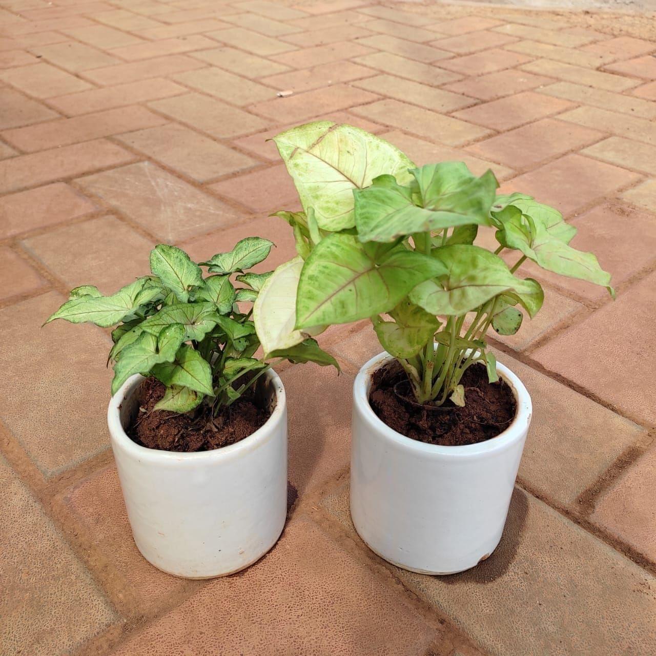 Set of 2 - Syngoniums (Green Large Leaves & Green Small Leaves) in 4 Inch Classy Cup Ceramic Pot (any colour)