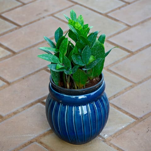 Zz Green in 5 Inch Verdant Matki Textured Ceramic Pot (any colour)