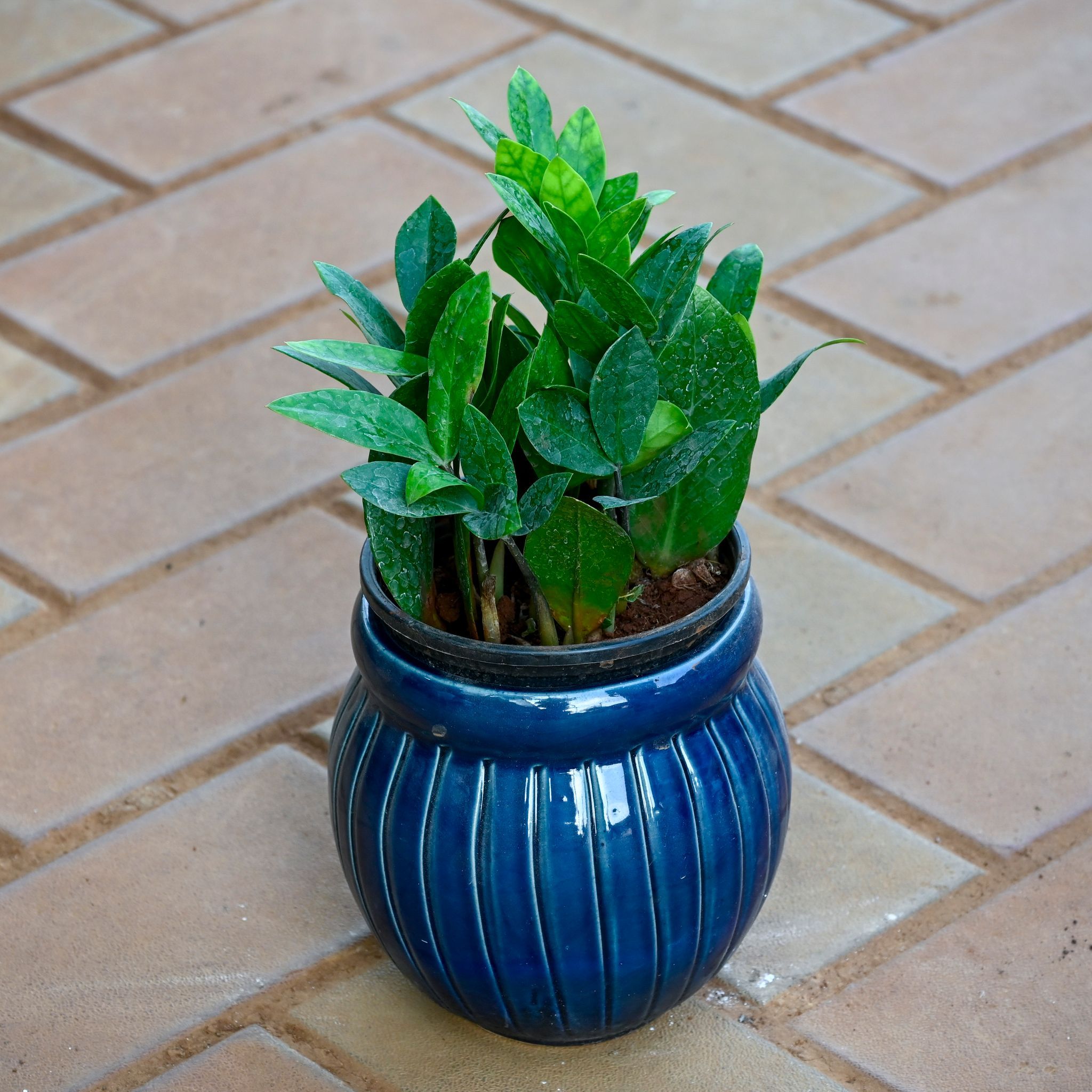 Zz Green in 5 Inch Verdant Matki Textured Ceramic Pot (any colour)