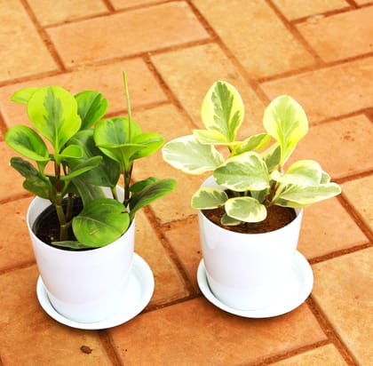 Set of 2 - Peperomia / Radiator Plant (Green & White-Green) in 5 Inch White Sphere Premium Pot With Tray