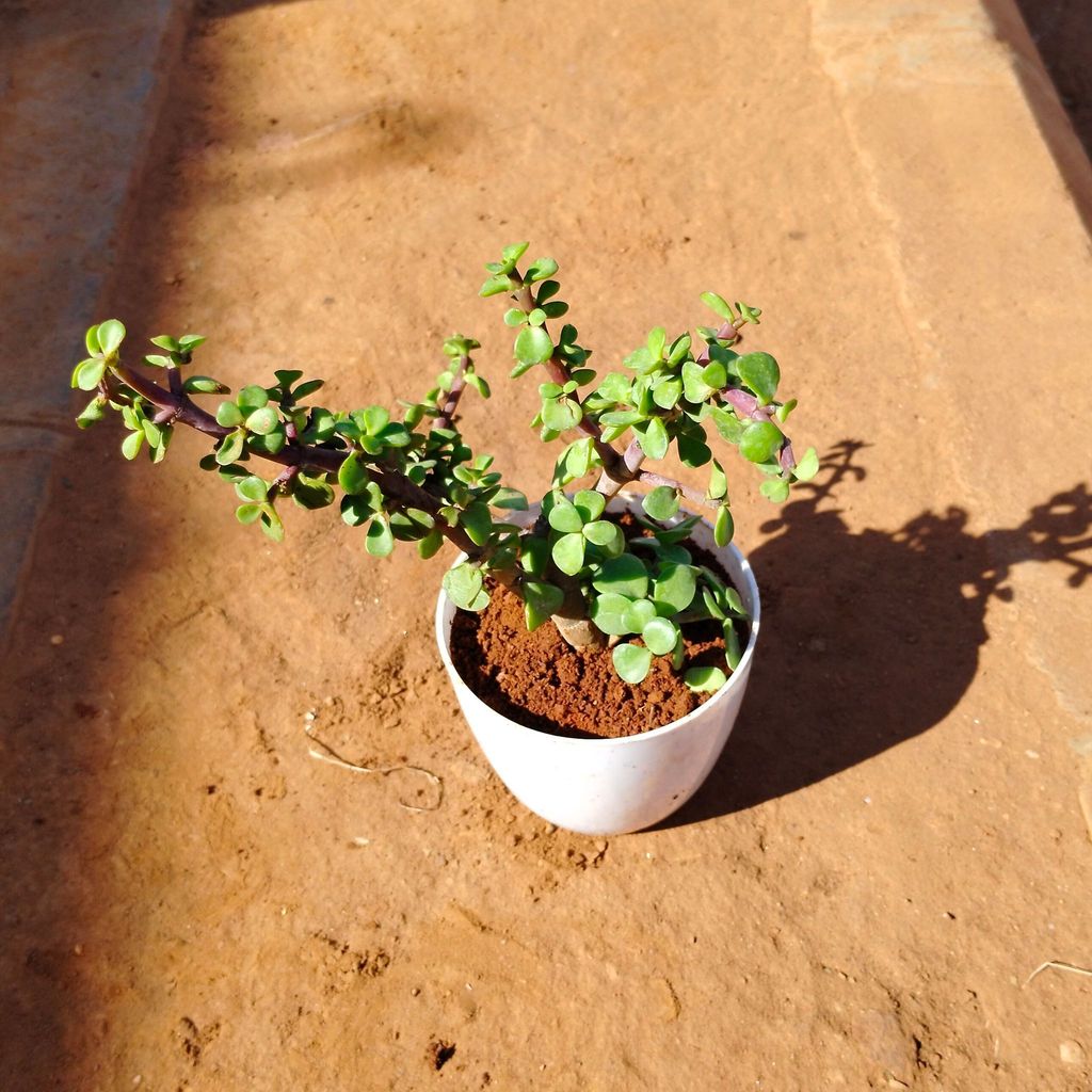 Jade in 4 Inch White Premium Orchid Round Plastic Pot Jade in 4 Inch White Premium Orchid Round Plastic Pot