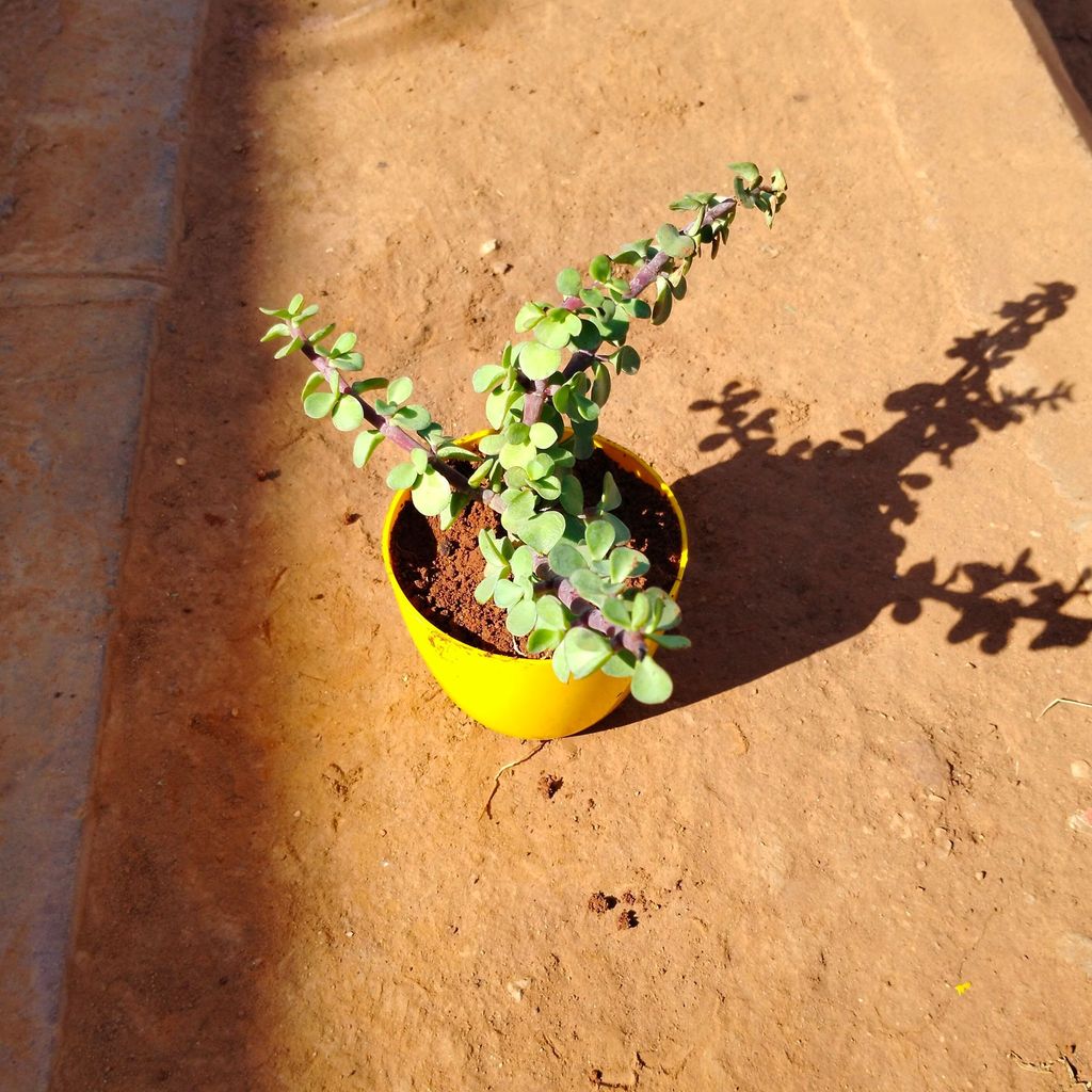 Jade in 4 Inch Yellow Premium Orchid Round Plastic Pot