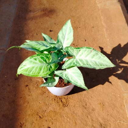 Buy Syngonium Green White in 4 Inch White Premium Orchid Round Plastic Pot Online | Urvann.com