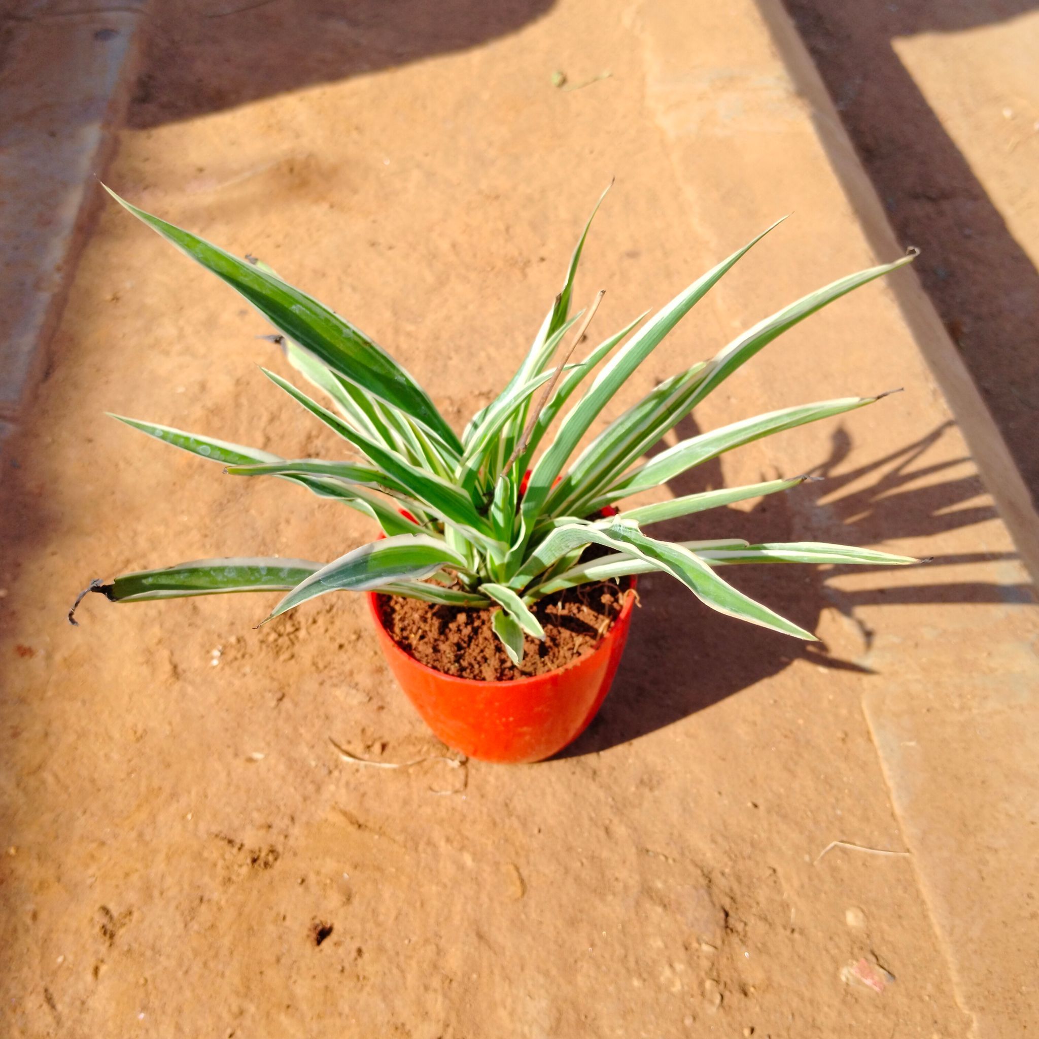 Spider in 4 Inch Red Premium Orchid Round Plastic Pot
