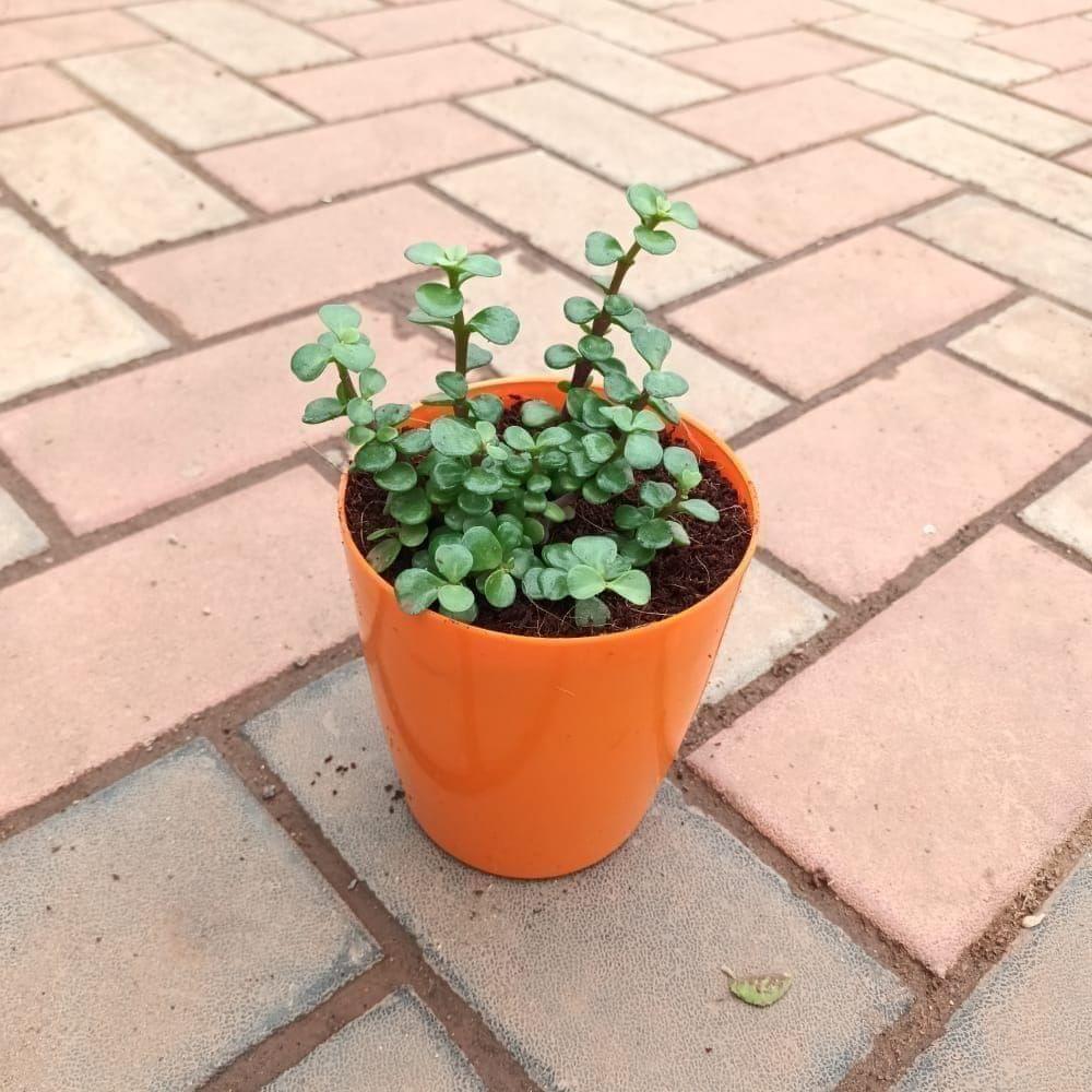 Jade in 5 Inch Elegant Plastic Pot (colour may vary) Jade in 5 Inch Elegant Plastic Pot (colour may vary)