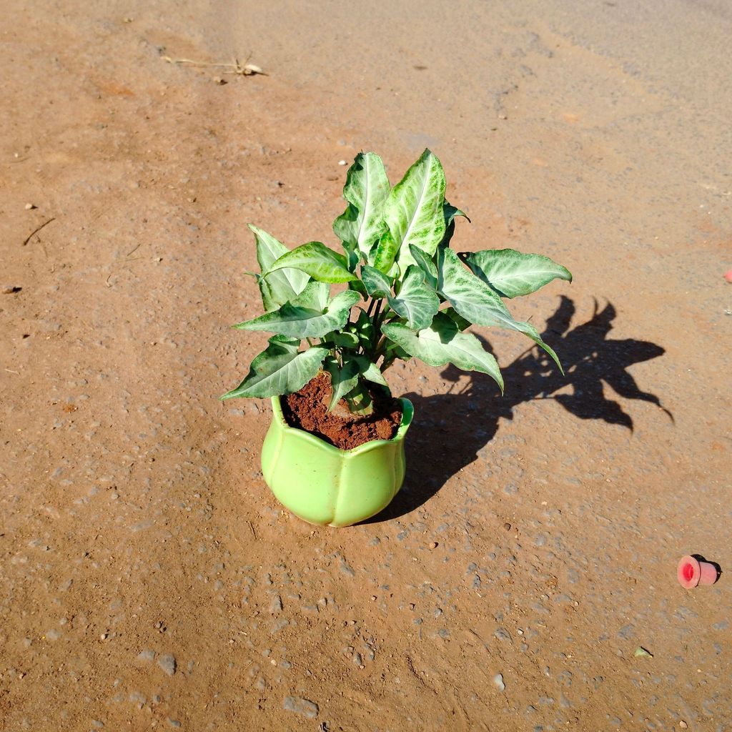 Syngonium Narrow Leaf in 3 Inch Lotus Designer Ceramic Pot (any colour)