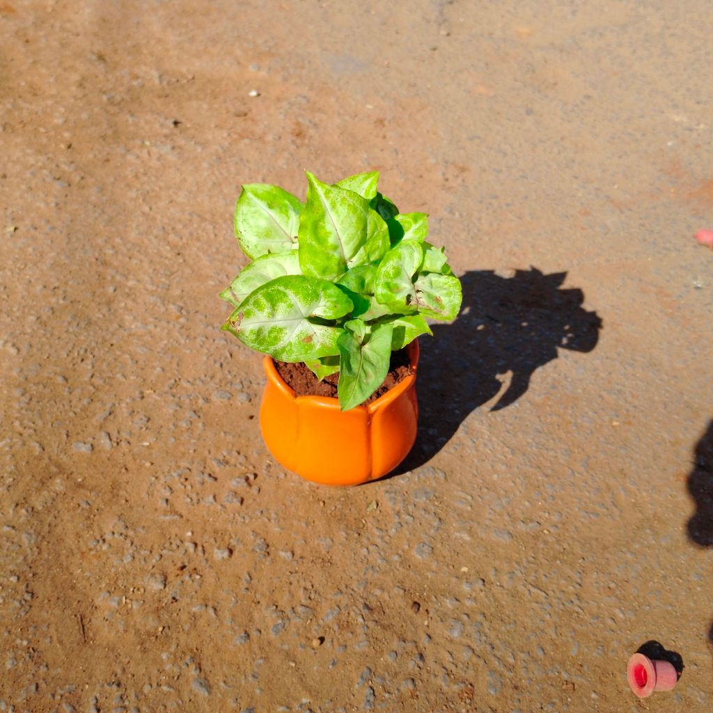 Buy Syngonium Green in 3 Inch Lotus Designer Ceramic Pot (any colour) Online | Urvann.com Syngonium Green in 3 Inch Lotus Designer Ceramic Pot (any colour)