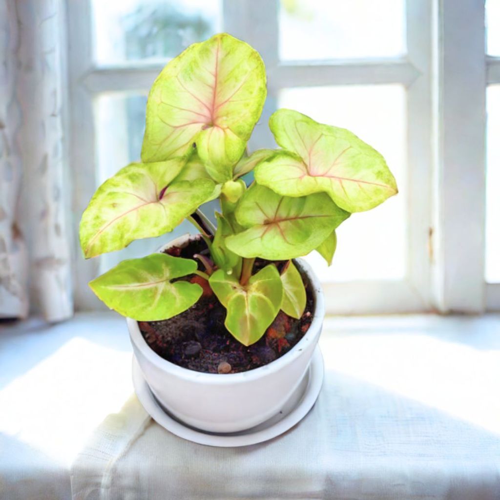 Syngonium Golden in 3 Inch Classy White Cup ceramic Pot with Tray Syngonium Golden in 3 Inch Classy White Cup ceramic Pot with Tray