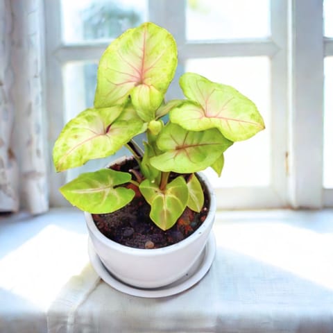 Syngonium Golden in 3 Inch Classy White Cup ceramic Pot with Tray