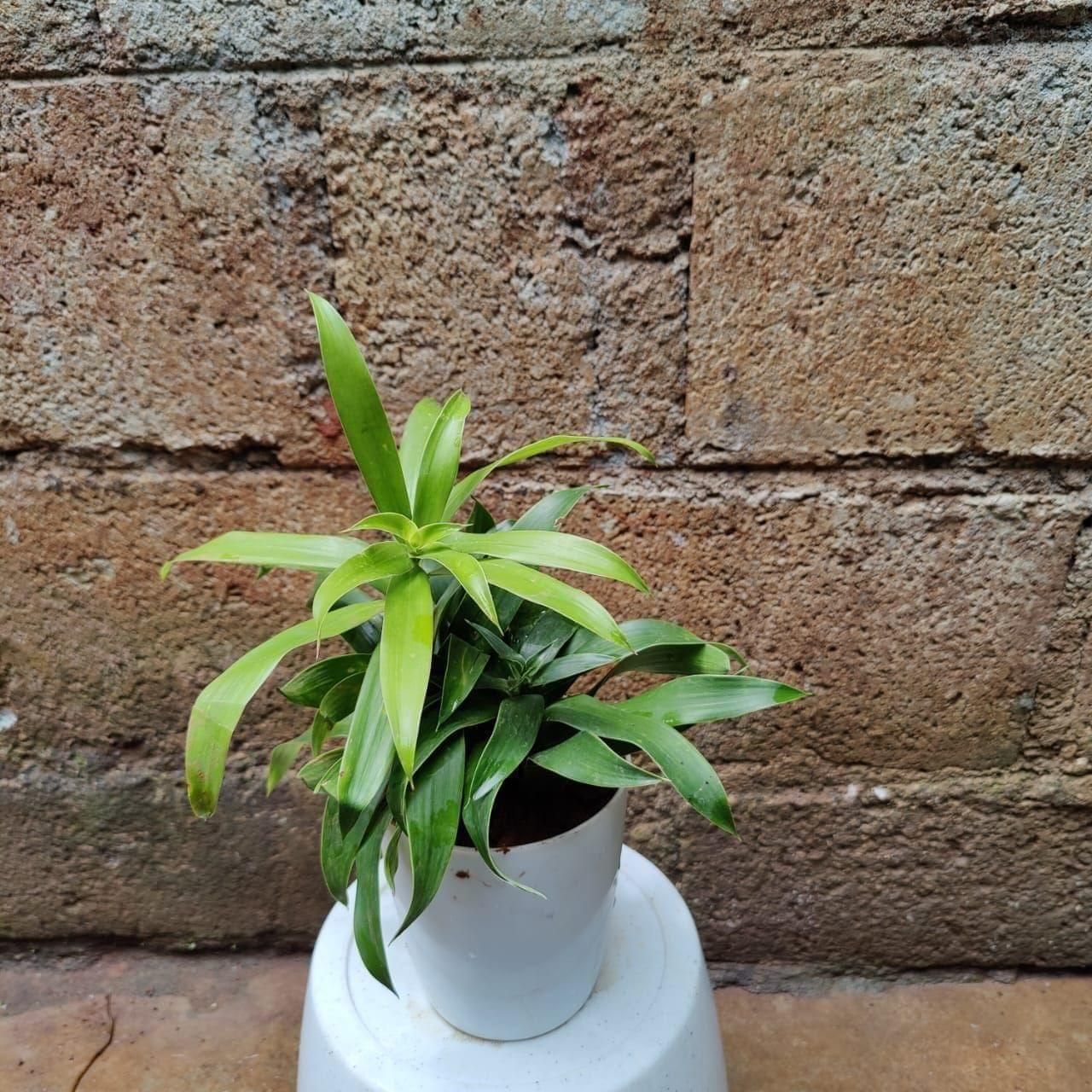Song of India in 4 Inch Premium Plastic Pot (any colour)