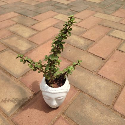 Buy Jade in 3 Inch Classy Buddha Ceramic Pot (any colour) Online | Urvann.com